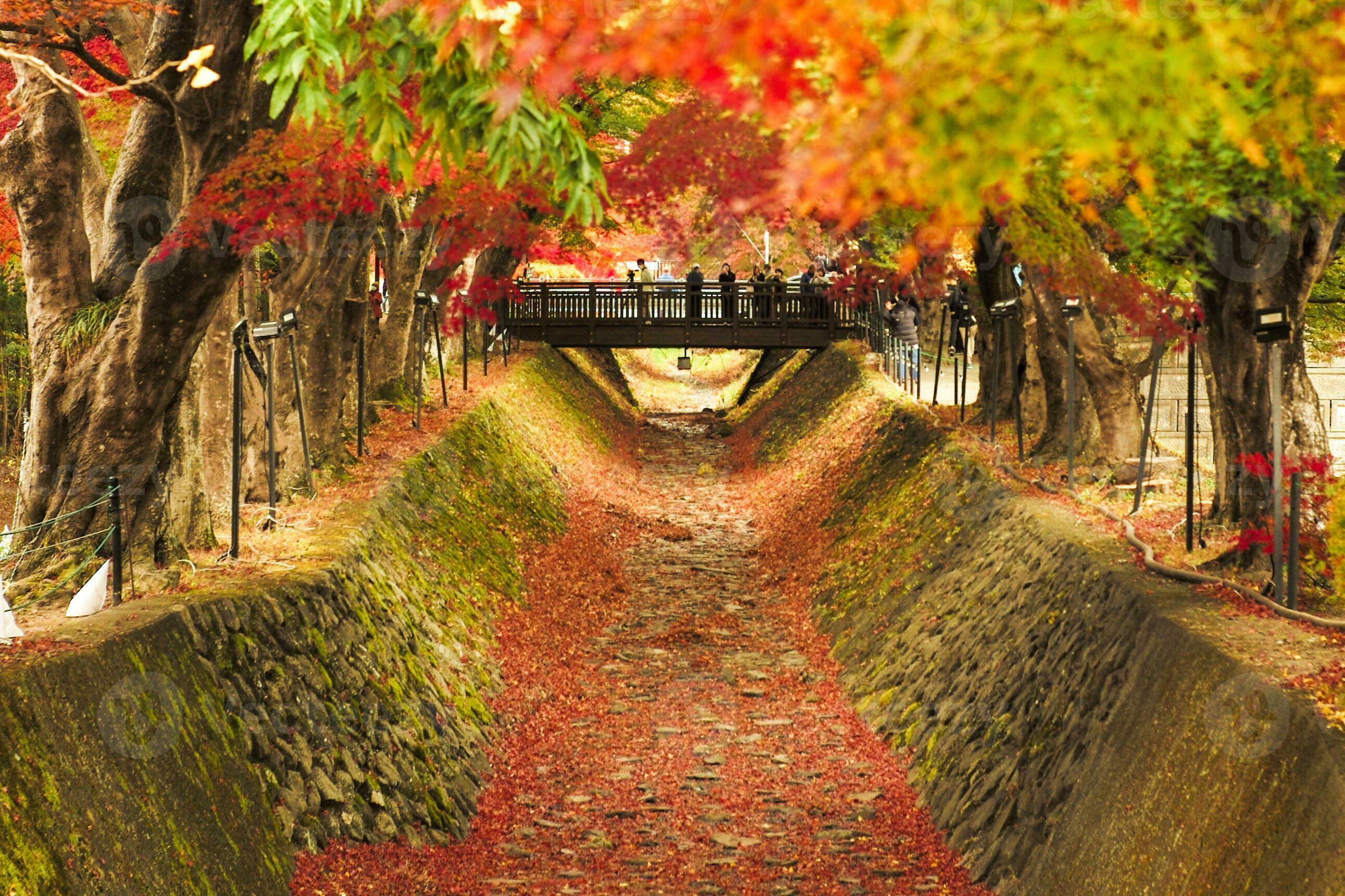 紅葉回廊